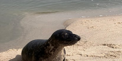Yogakurs - Deutschland - ...und vielleicht sehen wir um diese Jahreszeit auch wieder unsere geliebten Seehunde... - 6 Tage Soul Time an der Nordsee - mit Yoga und Wandern im Mai